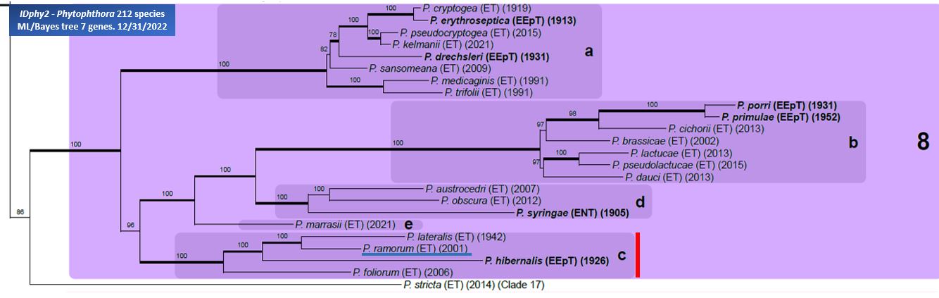    Phytophthora  spp. in subclade 8c:  portion of the seven-loci ML phylogeny featuring the type cultures of 212 described species (by T. Bourret). Notice the position of   P. ramorum  Ex-type CBS 101533 = Samp;T BL 55G . Gloria Abad, USDA Samp;T.
